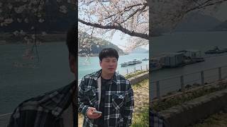 직장인 점심시간여유#벚꽃#벚꽃핫플#여유#섬진강
