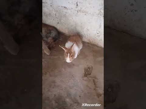 Mis Conejos Parte 1