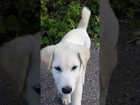 여우고개 댕댕이 #댕댕이 #강아지#자전거