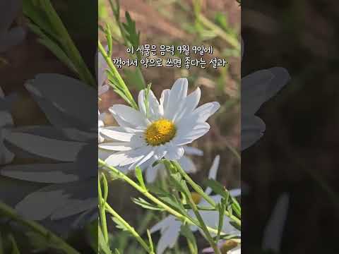 [식사남의 우주식물 - 우리 주변 식물 알아보기26] #구절초