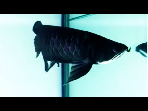 No.1 Black Asian Arowana in World  - Best Top 5 Rare Black Arowana Fish