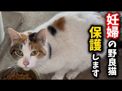 極寒の地に暮らす妊婦猫について大切なお知らせがございます