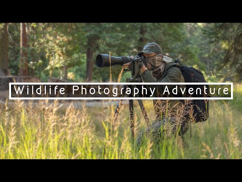 Wildlife Photography Adventure | A Close Encounter with Deer
