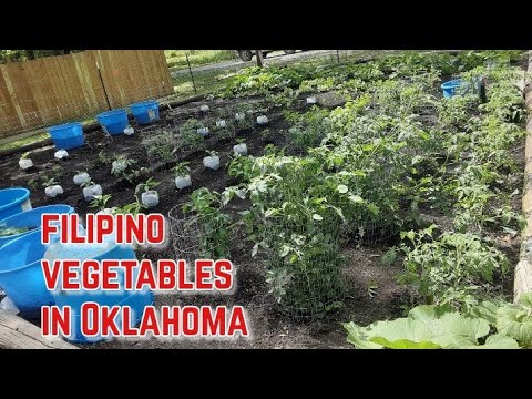 Planting filipino vegetables in Oklahoma, USA.