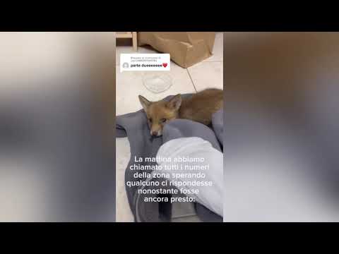 VEDONO UNA VOLPETTA CHE PIANGE DISPERATA E GUARDATE CHE FANNO!!