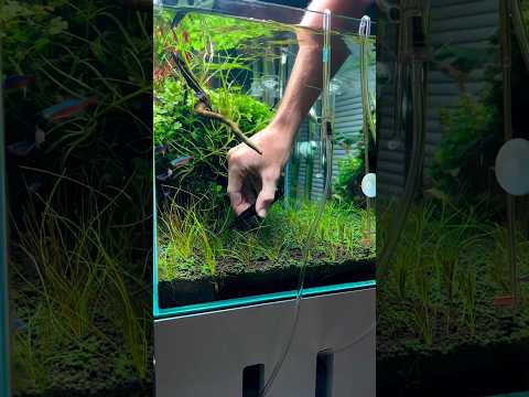 First carpet trim with the dwarf hair grass
