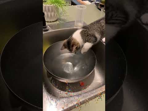 小猫的好奇心 Kitten's curiosity