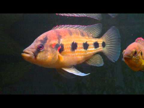 Hemichromis elongatus