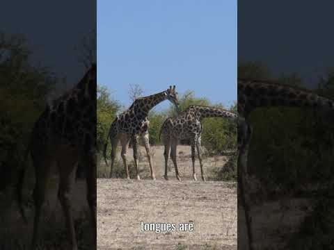 Did You Know A Giraffe’s Tongue is 18 to 20 Inches Long. #didyouknow  #animalfacts  #shorts