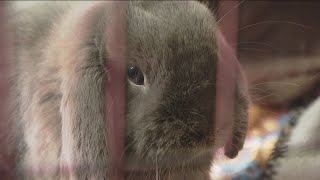 San Diego rabbit rescue targeted by suspected scammer
