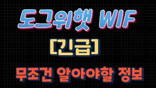 도그위햇 무조건 알아야할 정보 [긴급]
