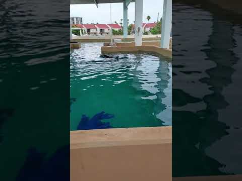Rex and Rudy the Rough Toothed Dolphins