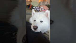 Samoyed or Horse? 🤔 #samoyedpuppy #weeklyfluff #dogstagram #dogtricks #dogsofinstagram #pets