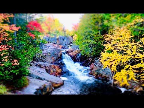 NATURAL THERAPY - The best sounds of nature, for our 3 subscribers!