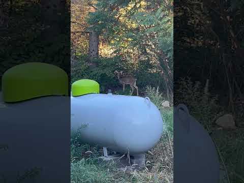 Early morning visitor.