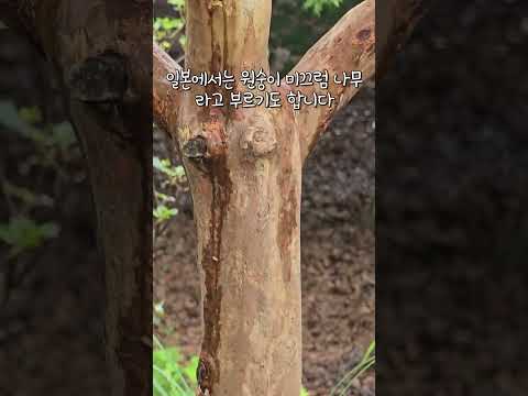 [식사남의 우주식물 - 우리 주변 식물알아보기 13 배롱나무]