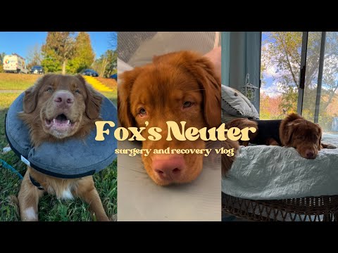 FOX'S NEUTER AND RECOVERY VLOG | What to expect after your dog gets spayed or neutered