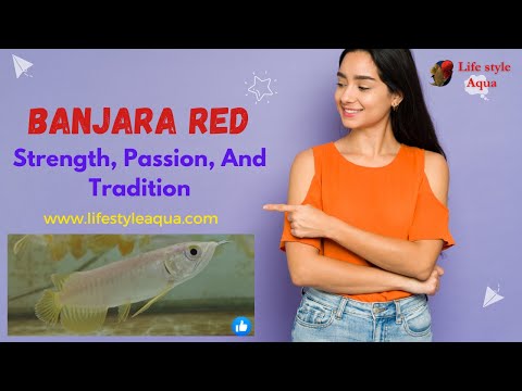 Banjara Red Arowana |@lifestyleaqua | arowanafish | Amazing quality | Exotic Fish