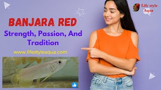Banjara Red Arowana |@lifestyleaqua | arowanafish | Amazing quality | Exotic Fish