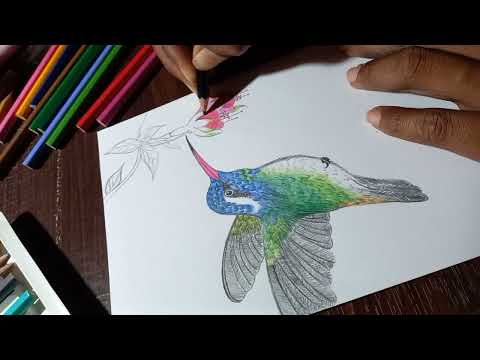 CREATE a STUNNING Hummingbird with Color Pencil👍😊|easy tutorial | #art #drawing #hummingbird