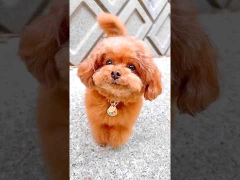 Best Puppy Dance video 🐕🤫 #puppydance #dogdance