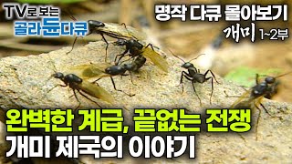 시간순삭⚠️밀리미터 세상 속 완벽한 서열과 역할. 개미 제국의 탄생과 잔혹한 생존 법칙! 🎥 영화보다 더 치열한 실화｜EBS 명작 다큐｜특집 다큐｜#골라듄다큐