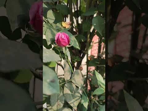 কলি গোলাপ ও ফুটন্ত গোলাপের অপরূপ সৌন্দর্য//Very nice and lovely  flower//অসাধারন সুন্দর ফুল#PR realm