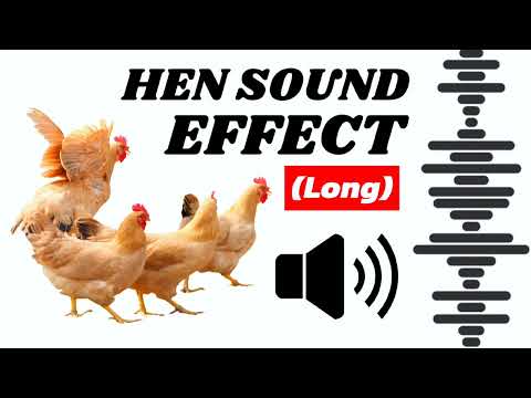 Hen Sound To Attract Roosters (2) Chicken Sound Effects Free