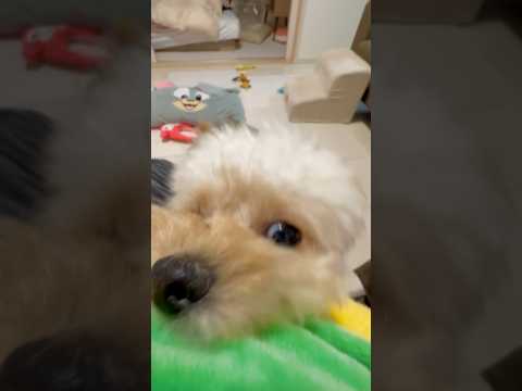 雨の日のお家遊び#チワプー #puppy #poodle #chihuahua #dog