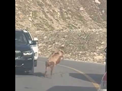 Animal logic in #xinjiang