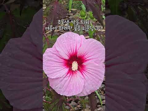 [식사남의우주식물 - 우리주변식물 알아보기14 미국부용]