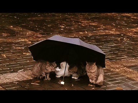 𝙋𝙡𝙖𝙮𝙡𝙞𝙨𝙩 요즘같이 쌀쌀해질 때 한번 들어봐요