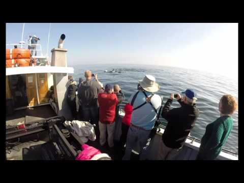 Whale Watching