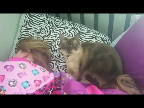 Siamese cat sleeping my kids