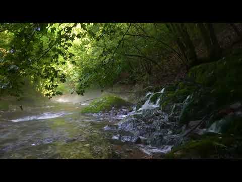 Foggy Morning Forest Atmosphere, Birds Sing, Water Flowing