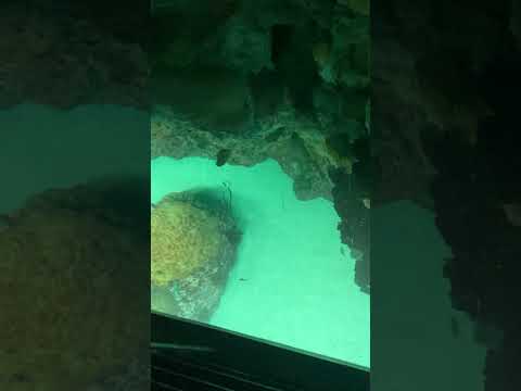 At the aquarium