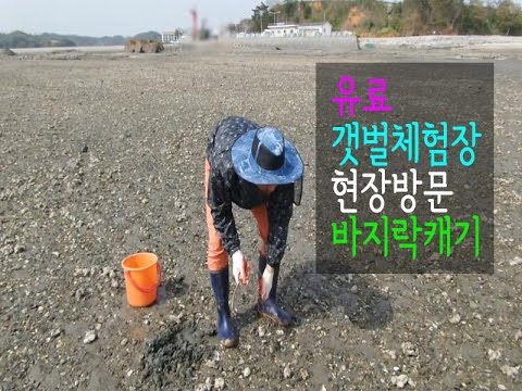 안면도 갯벌체험