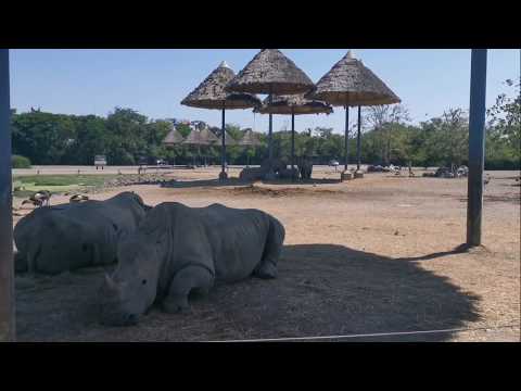 【曼谷】Safari World 野生動物園 ~ Some old Clips from Thailand Safari World 🦒