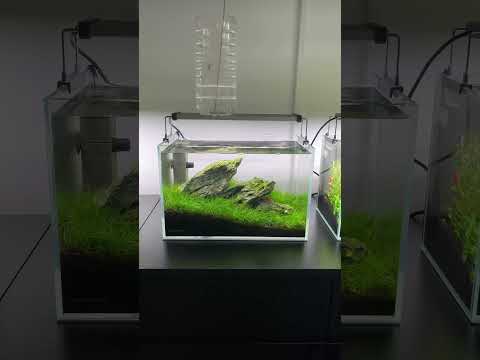 Nano Iwagumi shrimp tank #aquascape #aquarium #aquascaping #plantedaquarium #plantedtank #fishtank