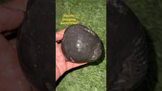 #narsimha #narsingh real Shaligram stone Bhagwan gandaki river #shorts #katha #vishnu #hindudharma