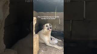 #mashalashelter #strays #streetdogs #turkey #jnoub #wholesome #kindness #fyp #dogsoftiktok