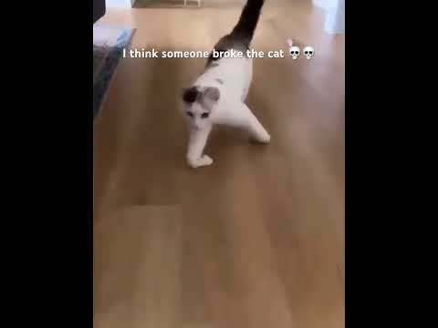 Nah what is he doin 💀💀 #funny #cat