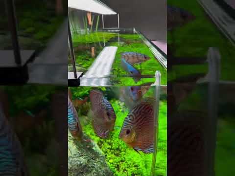 The Cleanest Discus Planted Aquarium