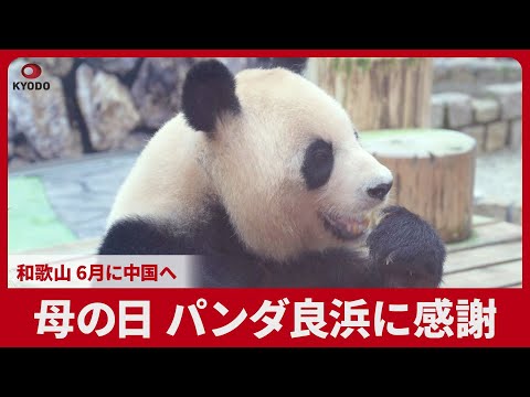 母の日 パンダ良浜に感謝 和歌山 6月に中国へ