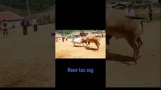Nyuj nrau lom zem heev