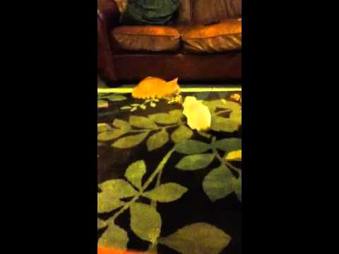 Cat vs Midget Cat