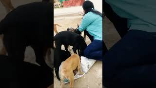 Puppy love and care #puppy #puppies #dog #dogs #dogmom #doglover #doglovers #shorts