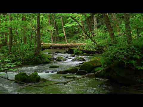 Magical Forest Sounds, Pleasant Birdsong, Stream Sounds