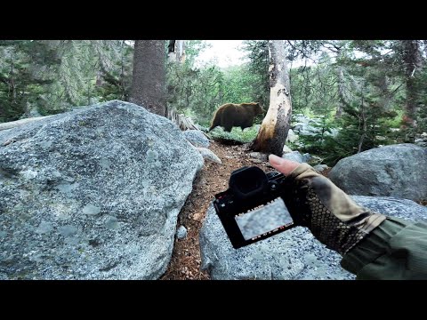 Forest POV Bear Photography | Close Encounter