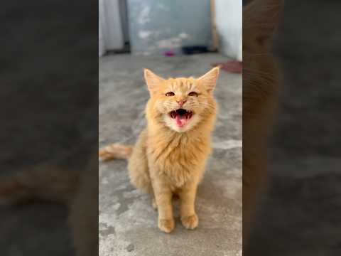 Cute meow 🐱 #Meows #meowing #cat